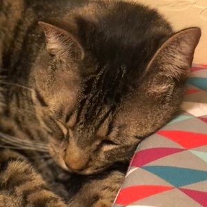 Meet your Posher, Amy